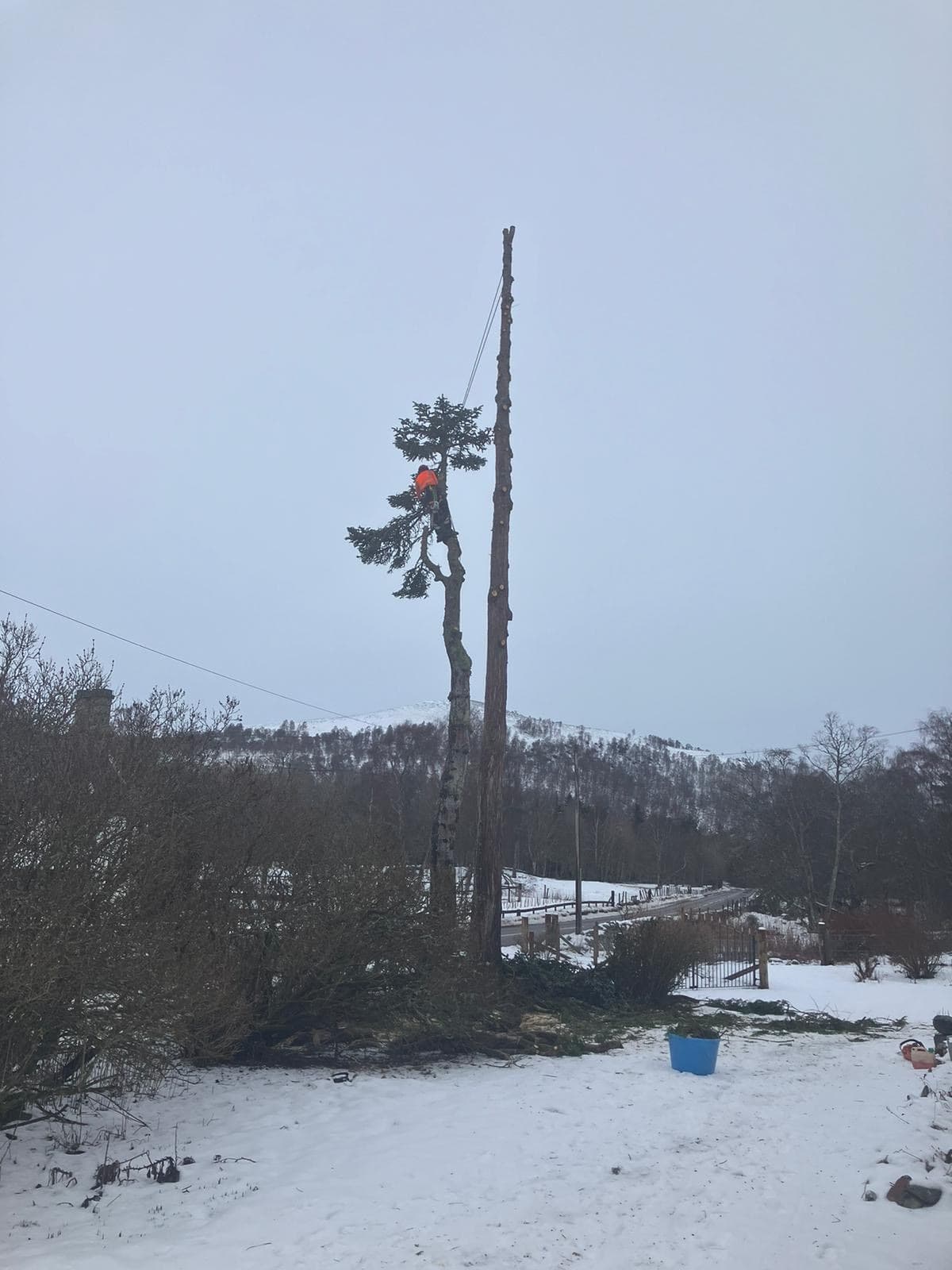 expert tree surgery service