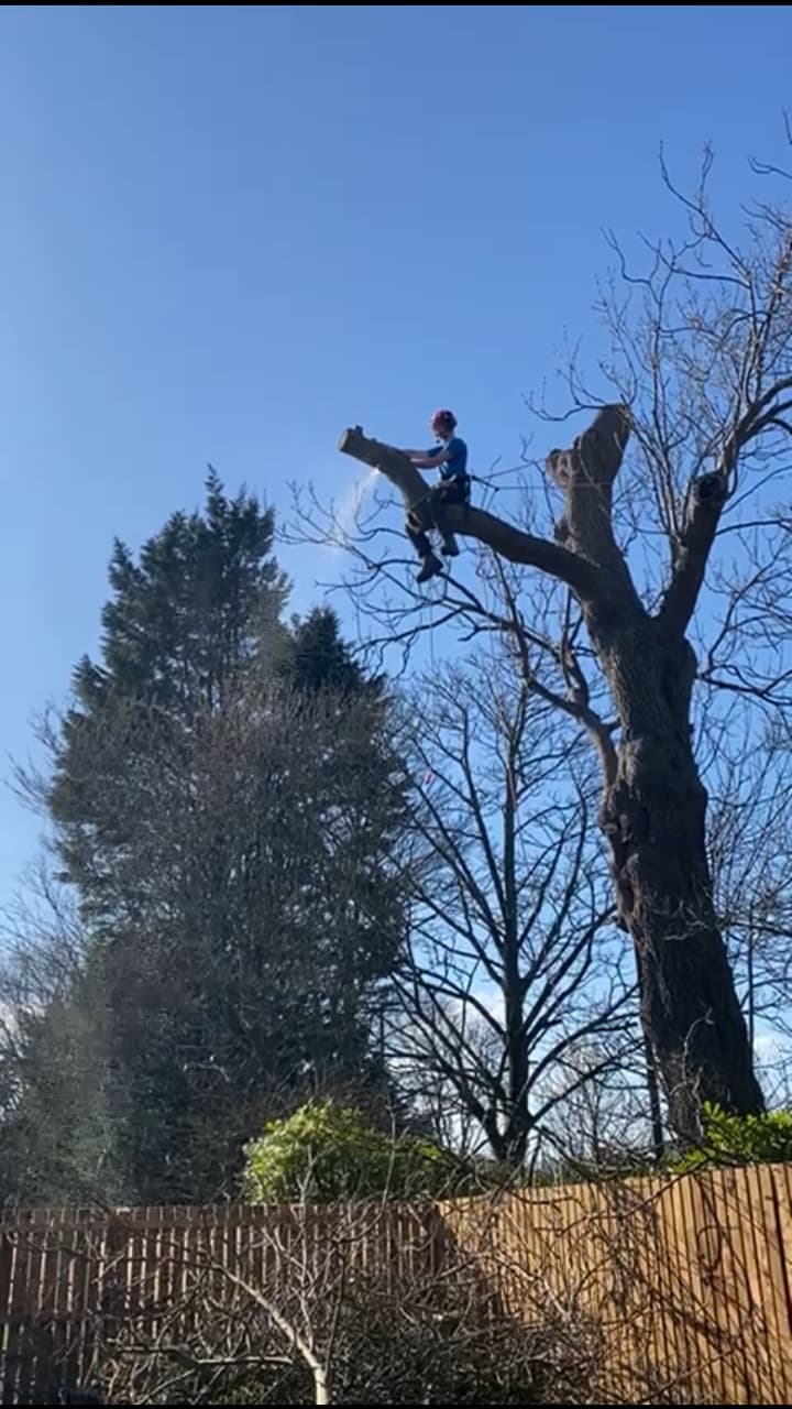 professional tree removal