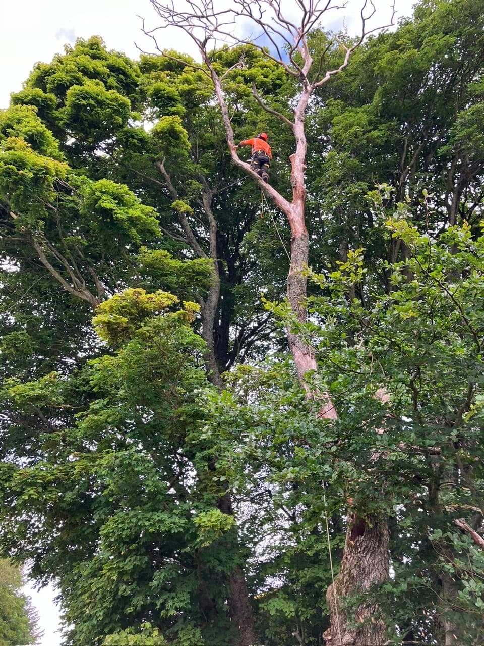 tree cutting and pruning