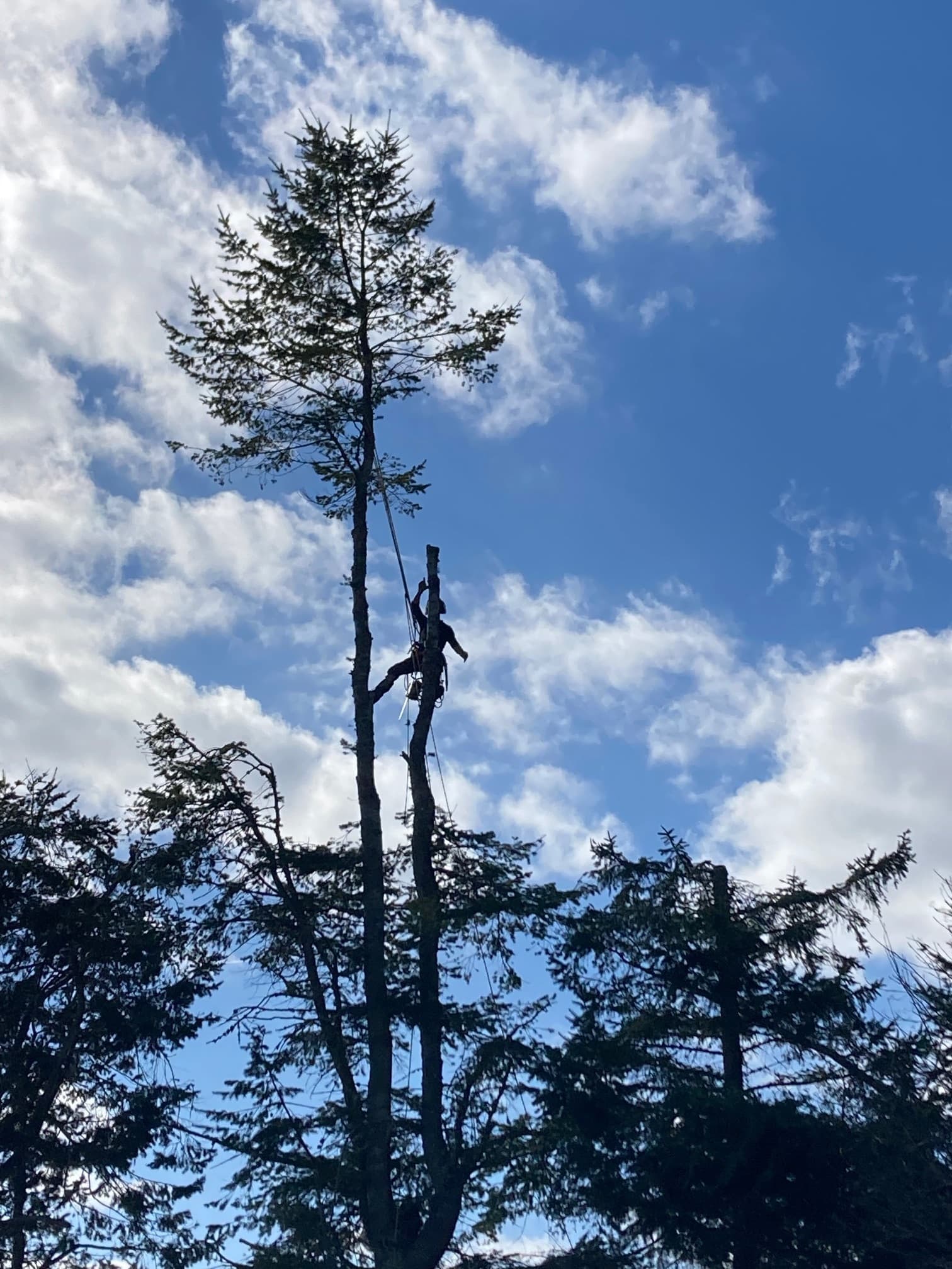 tree surgeon cutting techniques