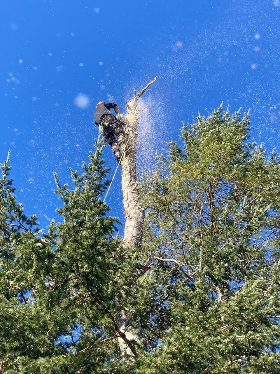 tree surgeon cutting tree