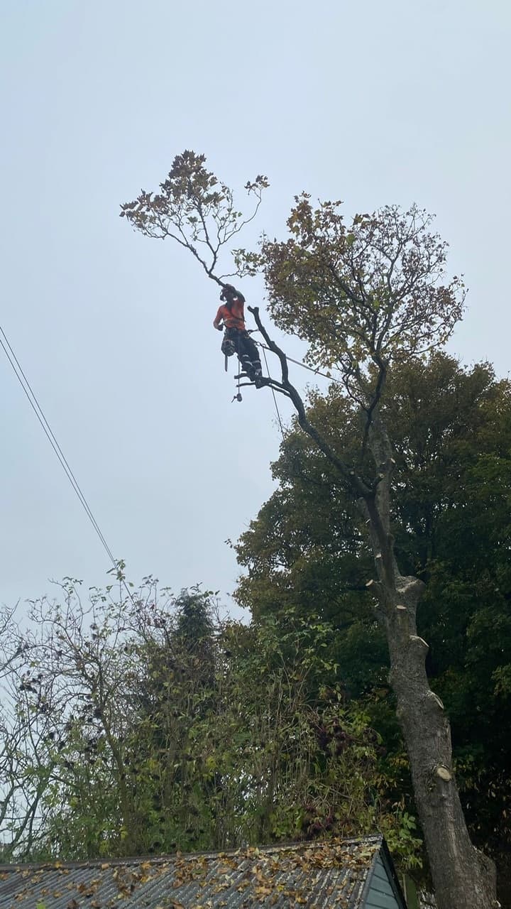 tree surgeon precision cut