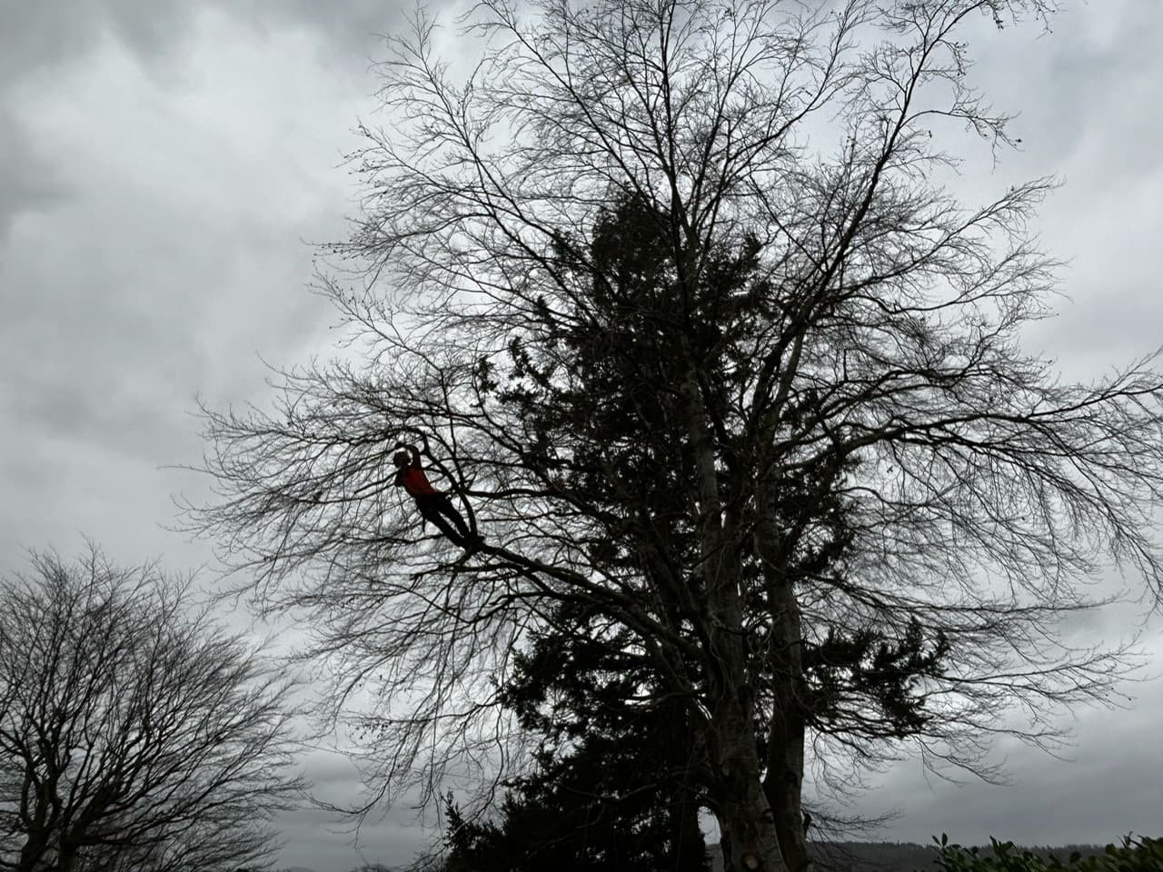 tree surgeon tree removal